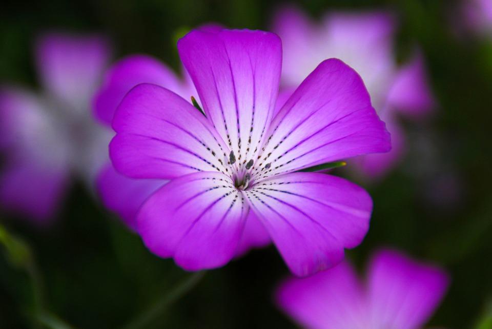 Detail Bunga Violet Ungu Nomer 10