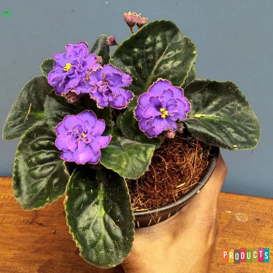 Detail Bunga Violet Ungu Nomer 25