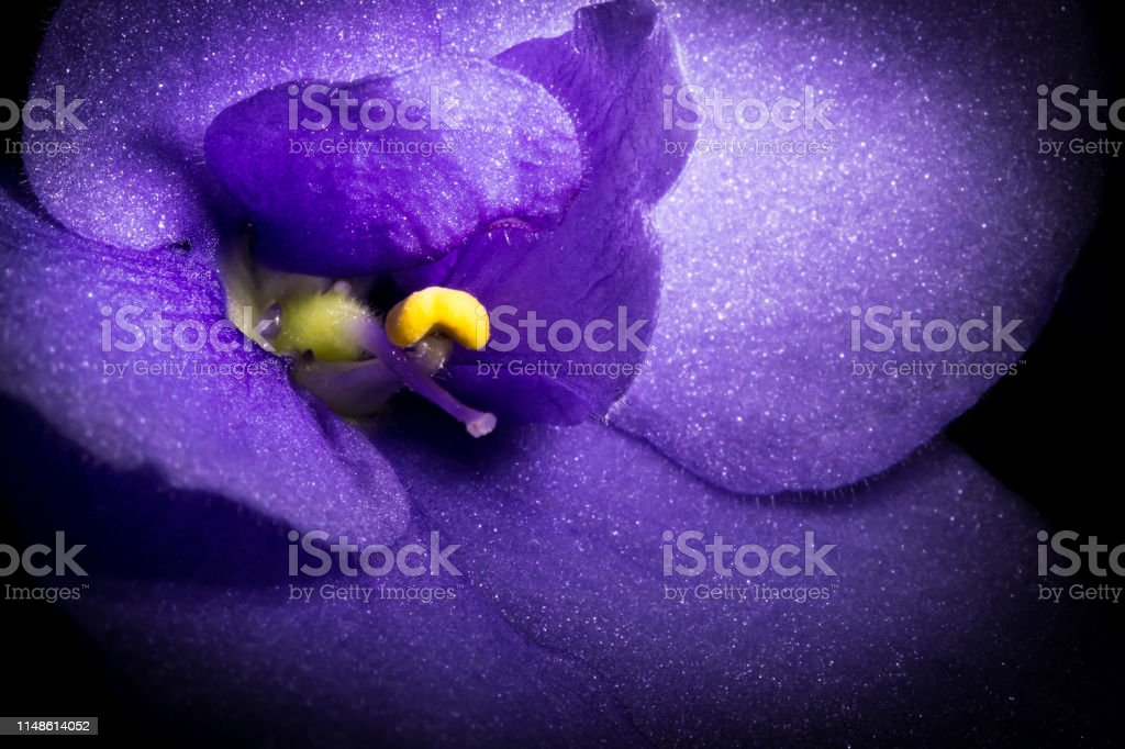 Detail Bunga Violet Ungu Nomer 36