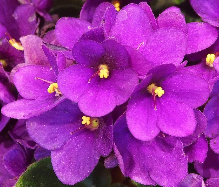 Detail Bunga Violet Ungu Nomer 53