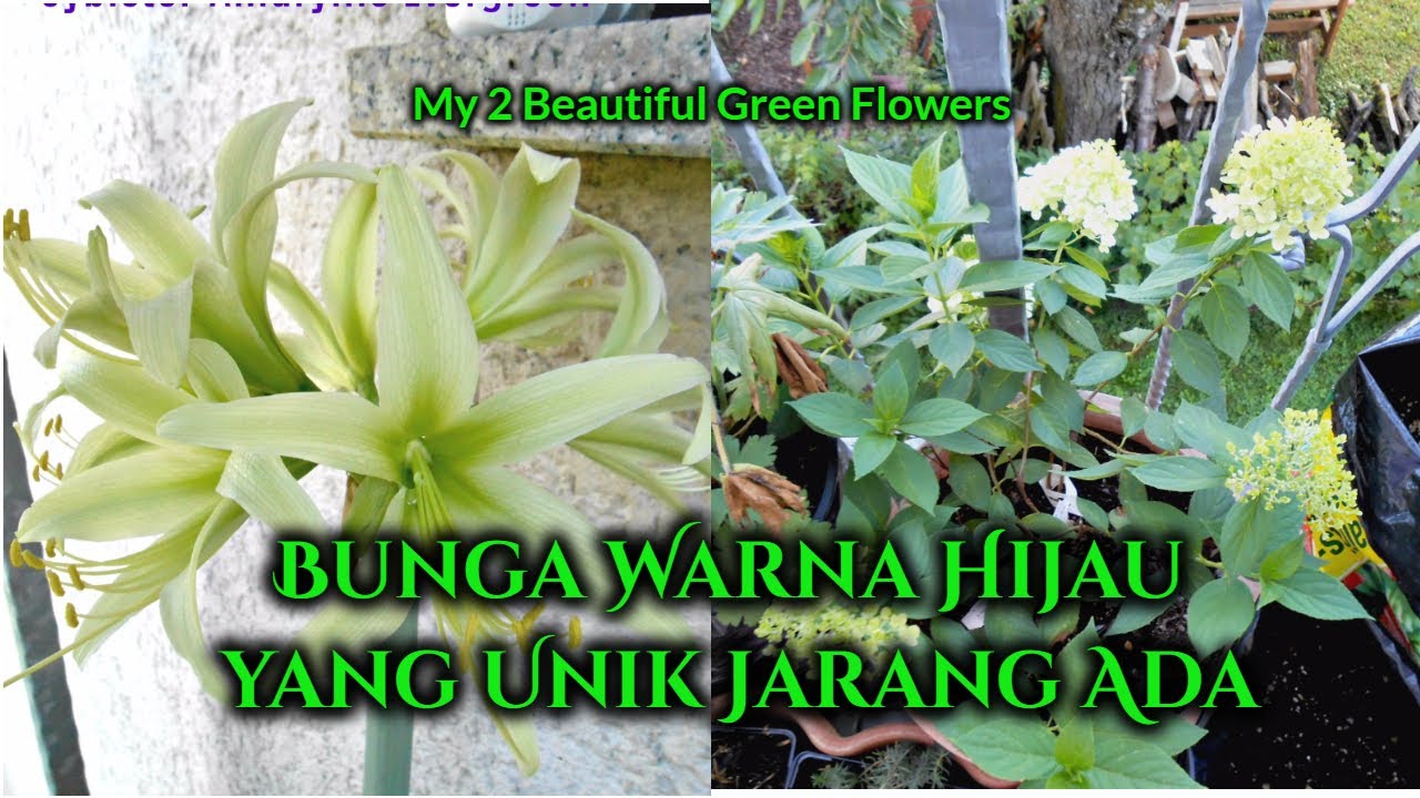 Detail Bunga Warna Hijau Nomer 31