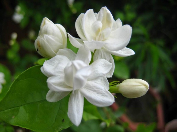 Detail Bunga Warna Putih Kecil Nomer 35