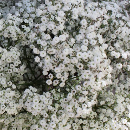 Detail Bunga Warna Putih Kecil Nomer 9