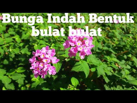 Download Bunga Warna Ungu Bulat Nomer 24