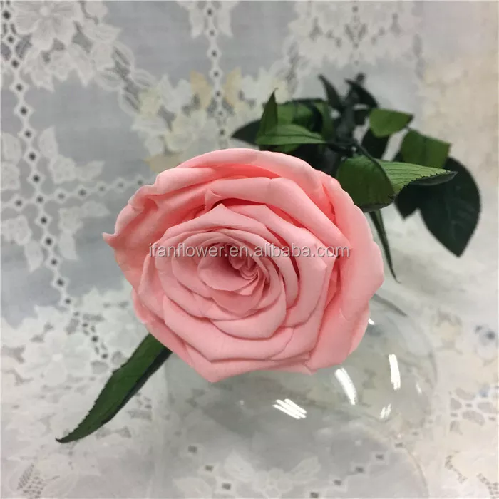 Detail Bunga Warna Warni Cantik Nomer 51