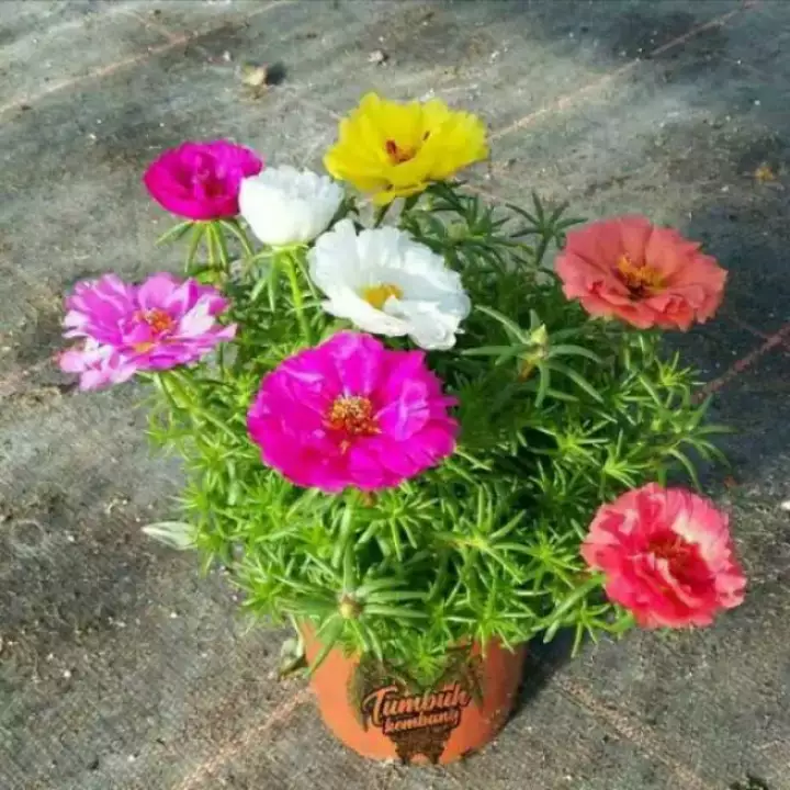 Detail Bunga Warna Warni Kecil Nomer 2