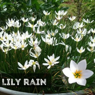 Detail Bunga White Lily Nomer 40