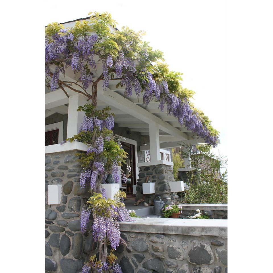 Detail Bunga Wisteria Di Indonesia Nomer 11