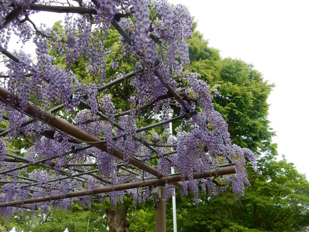 Detail Bunga Wisteria Di Indonesia Nomer 12