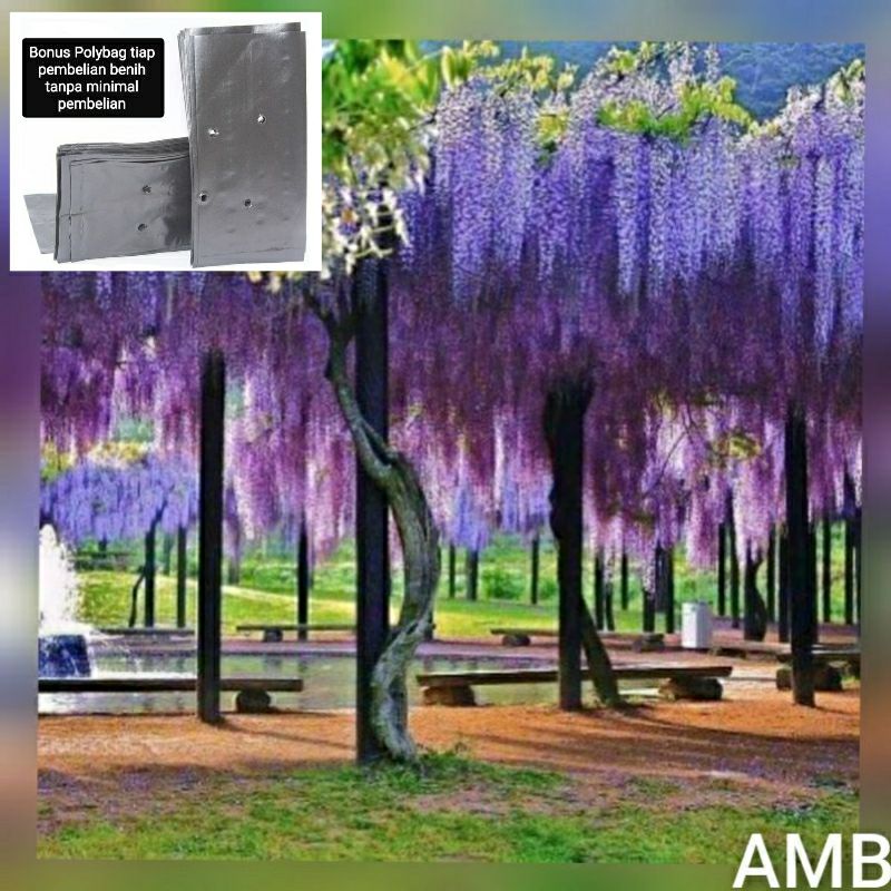 Detail Bunga Wisteria Di Indonesia Nomer 22