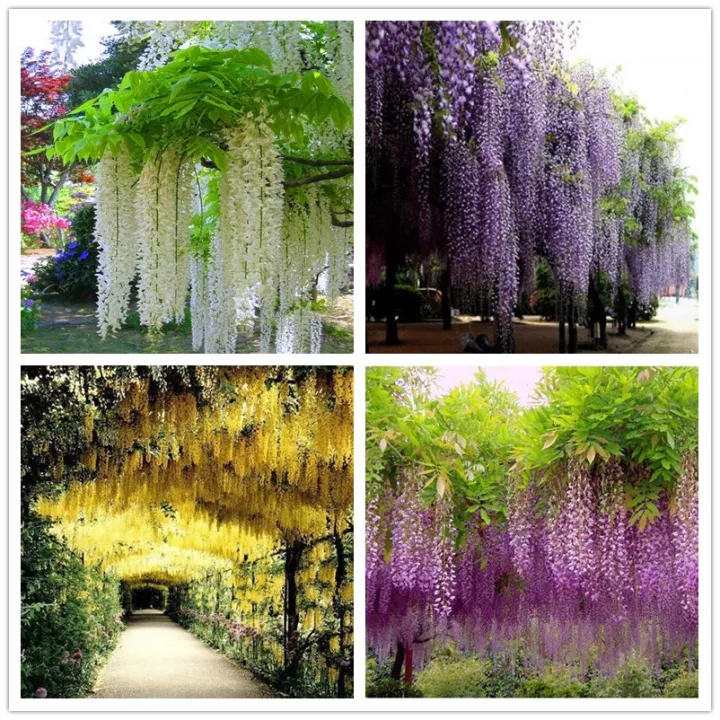 Detail Bunga Wisteria Di Indonesia Nomer 24