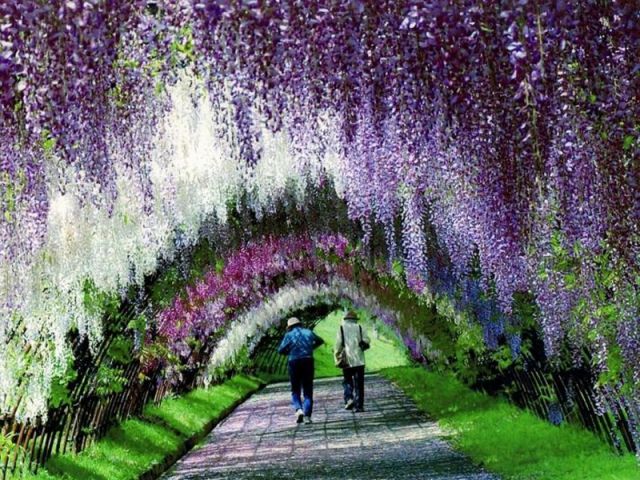 Detail Bunga Wisteria Di Indonesia Nomer 25