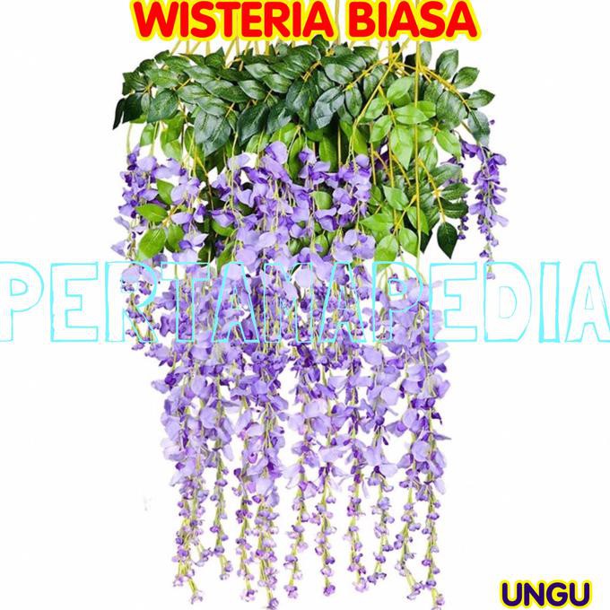 Detail Bunga Wisteria Di Indonesia Nomer 36