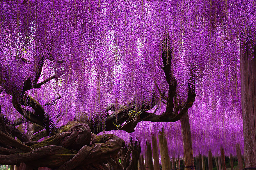 Detail Bunga Wisteria Di Indonesia Nomer 38