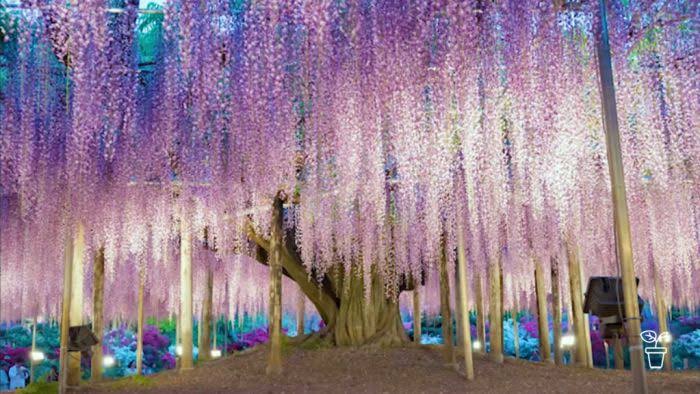 Detail Bunga Wisteria Di Indonesia Nomer 7