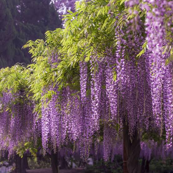 Detail Bunga Wisteria Di Indonesia Nomer 8