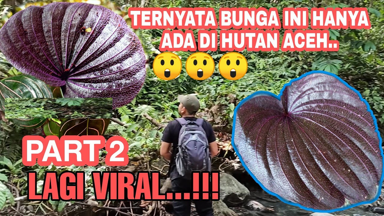 Detail Bunga Yang Ada Di Hutan Nomer 23