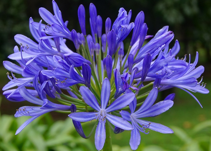 Detail Bunga Yang Berwarna Biru Nomer 30