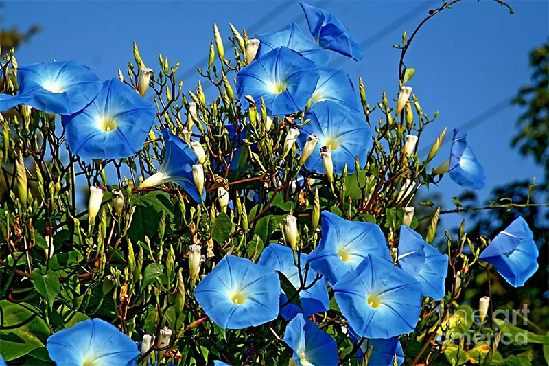 Detail Bunga Yang Berwarna Biru Nomer 43