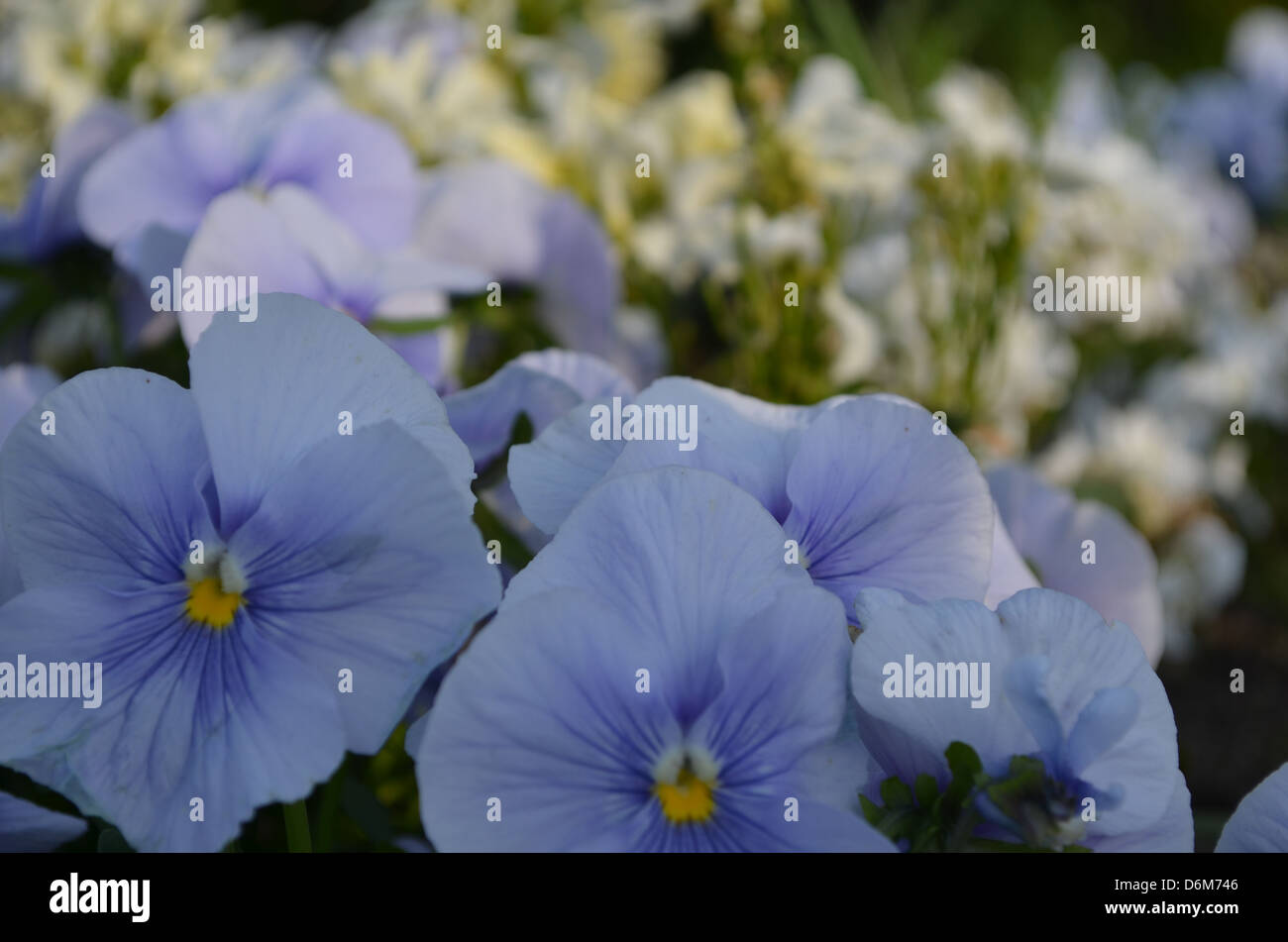 Detail Bunga Yang Berwarna Biru Nomer 44