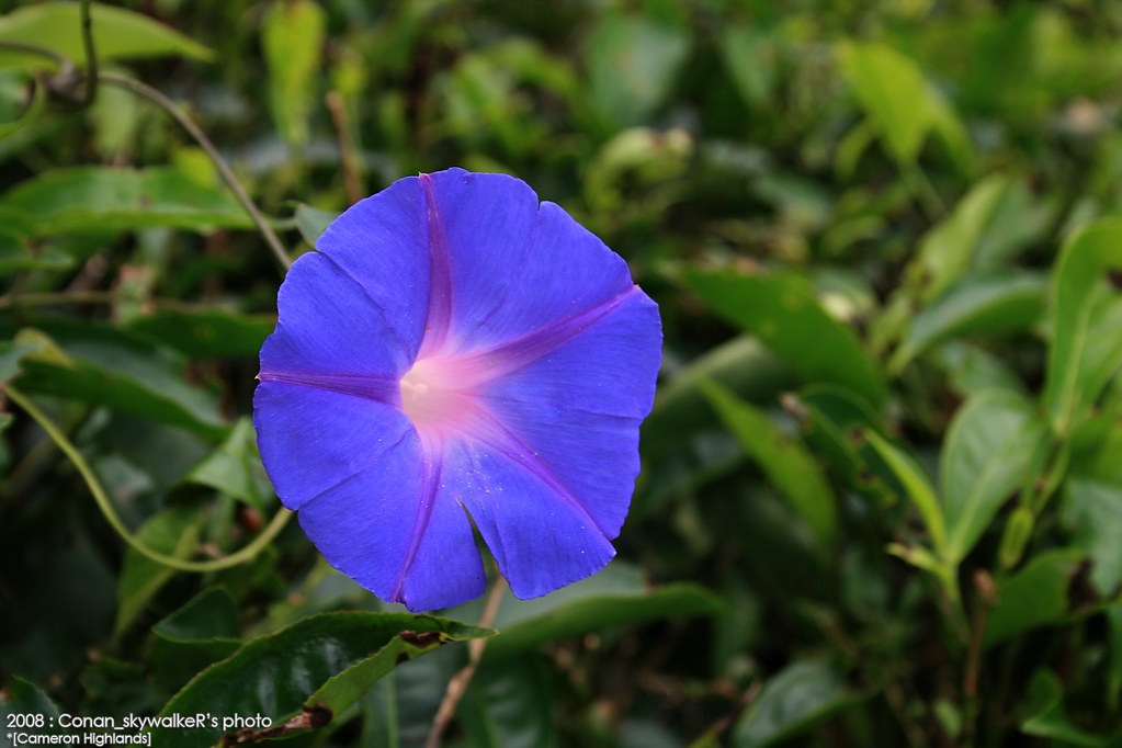Detail Bunga Yang Berwarna Biru Nomer 51