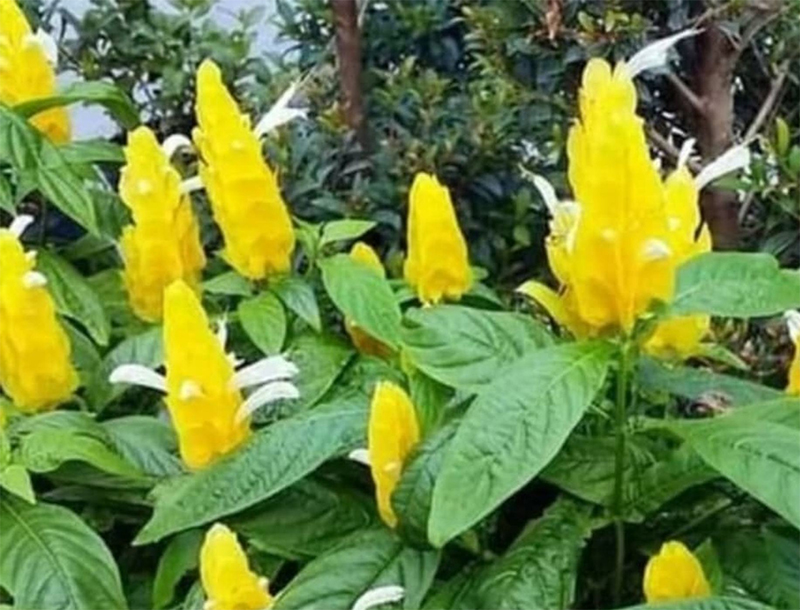 Detail Bunga Yang Berwarna Kuning Nomer 25