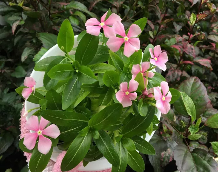 Detail Bunga Yang Berwarna Pink Nomer 8