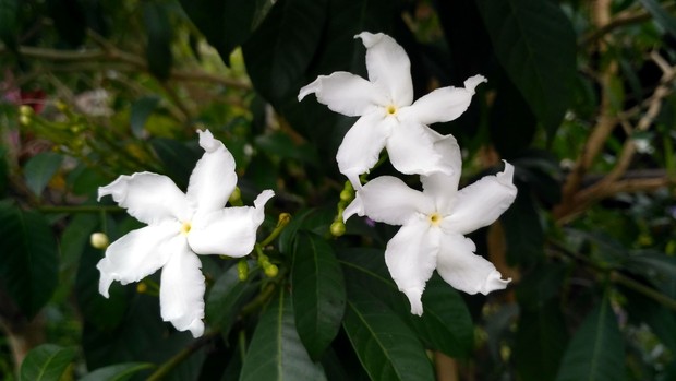 Detail Bunga Yang Berwarna Putih Nomer 18
