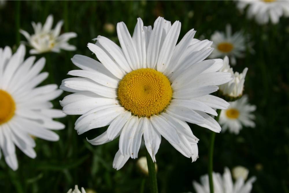 Detail Bunga Yang Berwarna Putih Nomer 19
