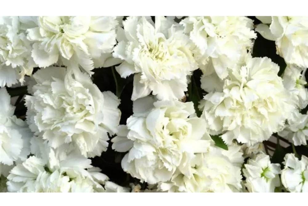 Detail Bunga Yang Berwarna Putih Nomer 4