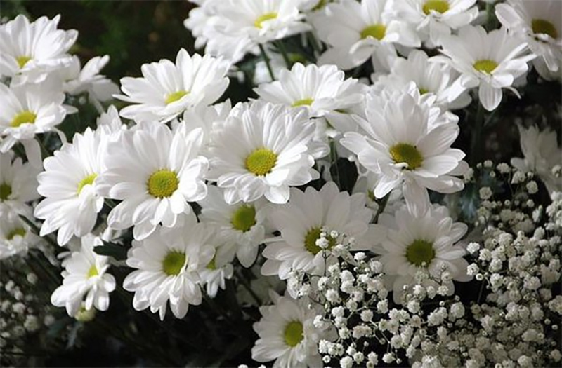 Detail Bunga Yang Berwarna Putih Nomer 7