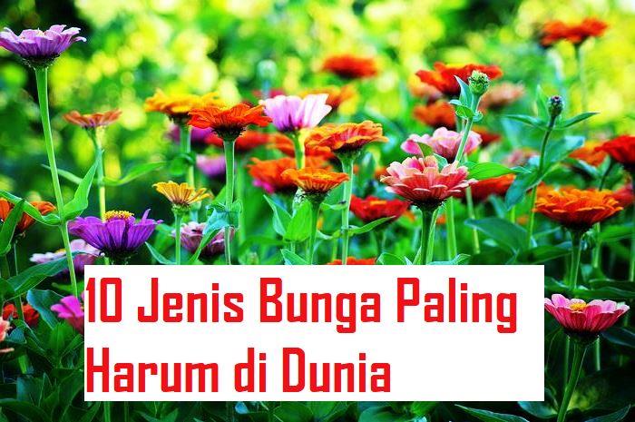 Detail Bunga Yang Harum Baunya Nomer 30