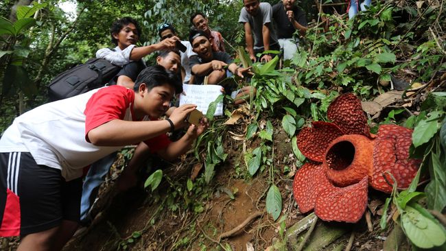 Detail Bunga Yang Langka Di Indonesia Nomer 39