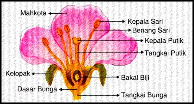 Detail Bunga Yang Sempurna Nomer 6