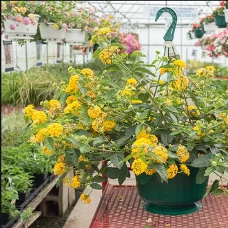 Detail Bunga Yang Warna Kuning Nomer 41