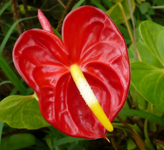 Detail Bunga Yang Warna Merah Nomer 12