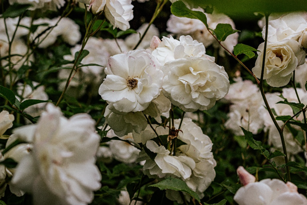 Detail Bunga Yang Warnanya Putih Nomer 28