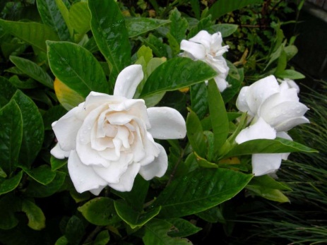 Detail Bunga Yang Warnanya Putih Nomer 58