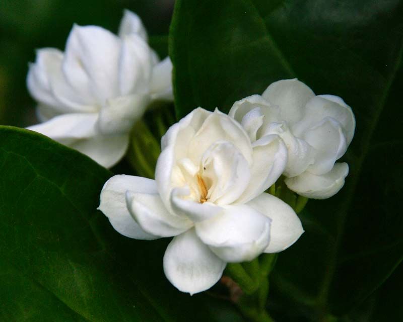 Detail Bunga Yang Warnanya Putih Nomer 9