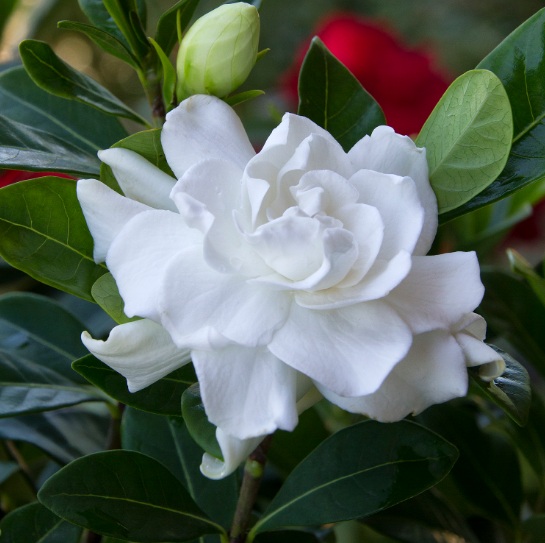 Detail Bunga Yang Warnanya Putih Nomer 10