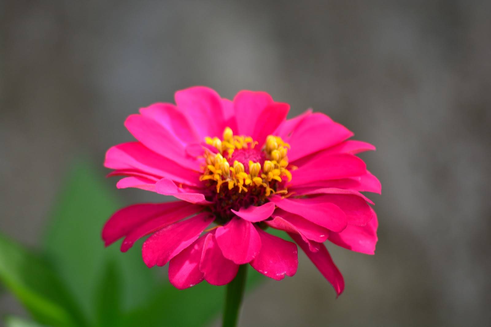 Bunga Zinnia Elegans - KibrisPDR