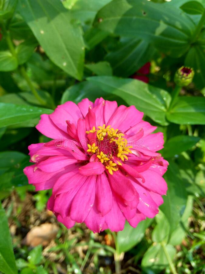 Detail Bunga Zinnia Elegans Nomer 16