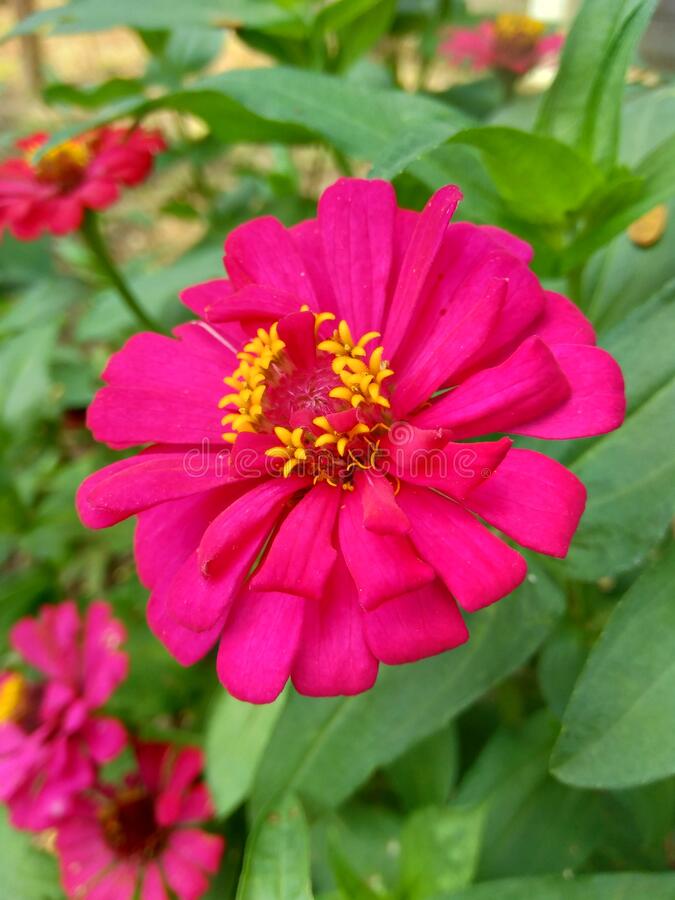 Detail Bunga Zinnia Elegans Nomer 19