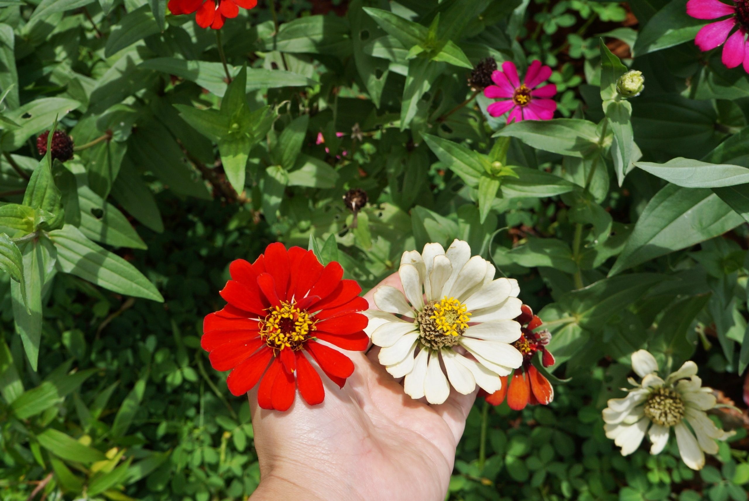 Detail Bunga Zinnia Elegans Nomer 3