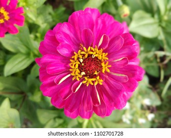 Detail Bunga Zinnia Elegans Nomer 21