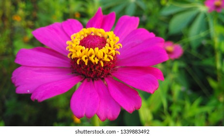 Detail Bunga Zinnia Elegans Nomer 30