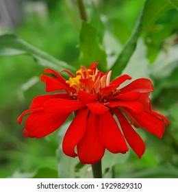 Detail Bunga Zinnia Elegans Nomer 37