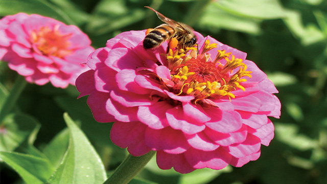 Detail Bunga Zinnia Elegans Nomer 5