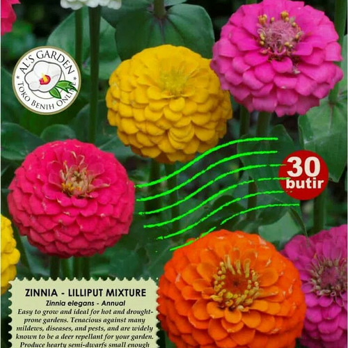 Detail Bunga Zinnia Elegans Nomer 41