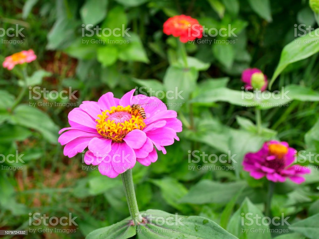 Detail Bunga Zinnia Elegans Nomer 44